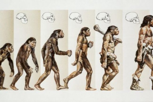 Human